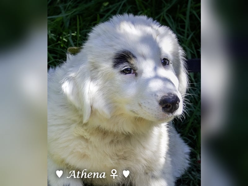 Athena sucht ein Zuhause