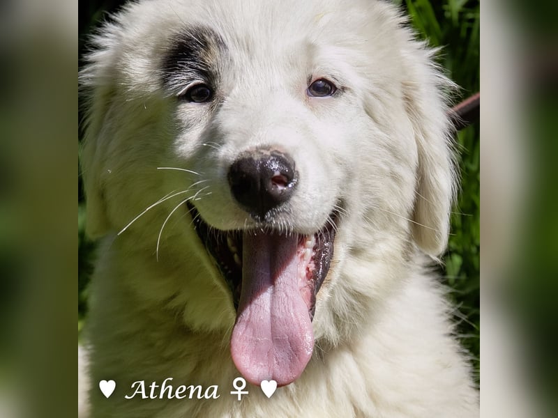 Athena sucht ein Zuhause