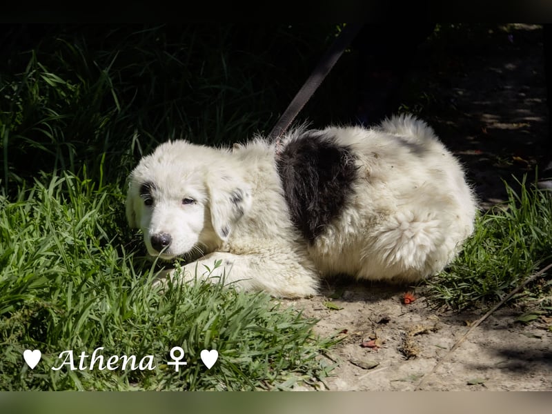 Athena sucht ein Zuhause