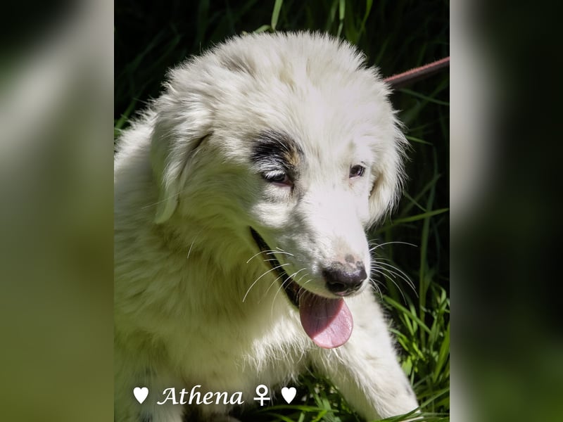 Athena sucht ein Zuhause
