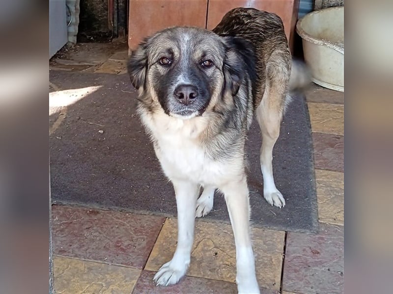 Darla- griechischer Schäferhund-Mischling