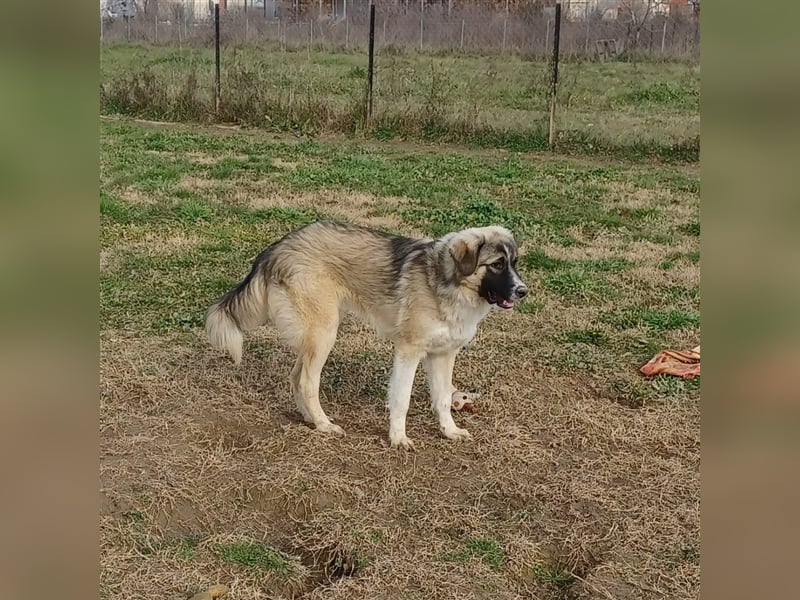 Darla- griechischer Schäferhund-Mischling