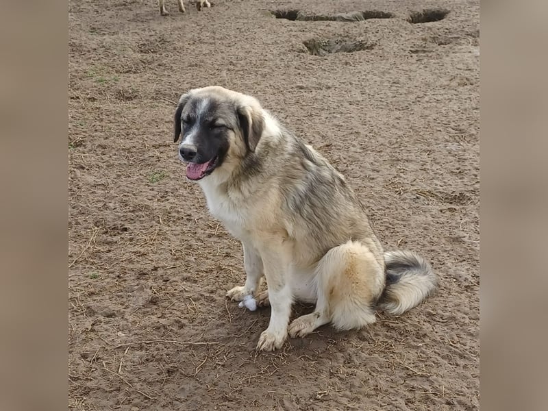 Darla- griechischer Schäferhund-Mischling