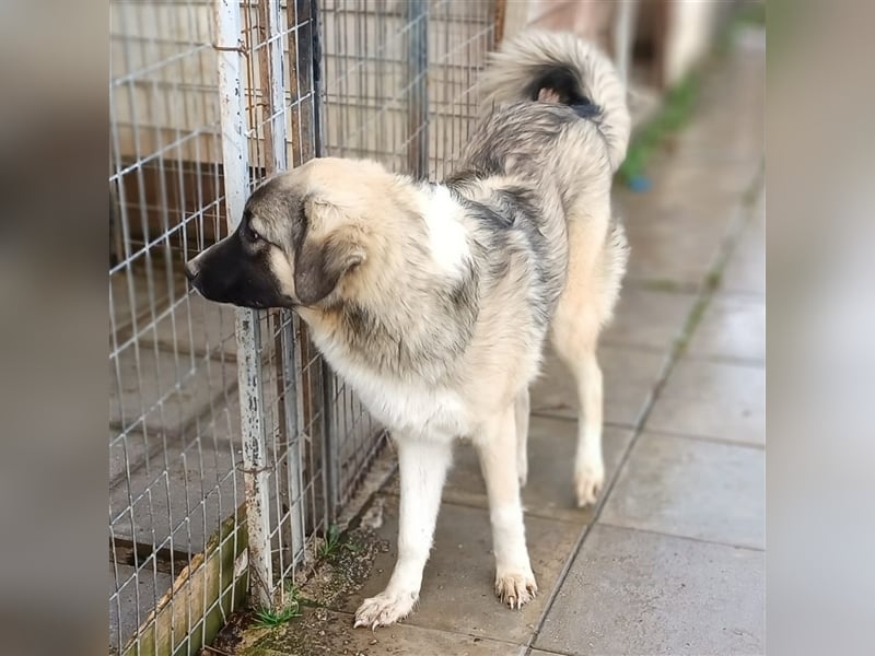 Darla- griechischer Schäferhund-Mischling