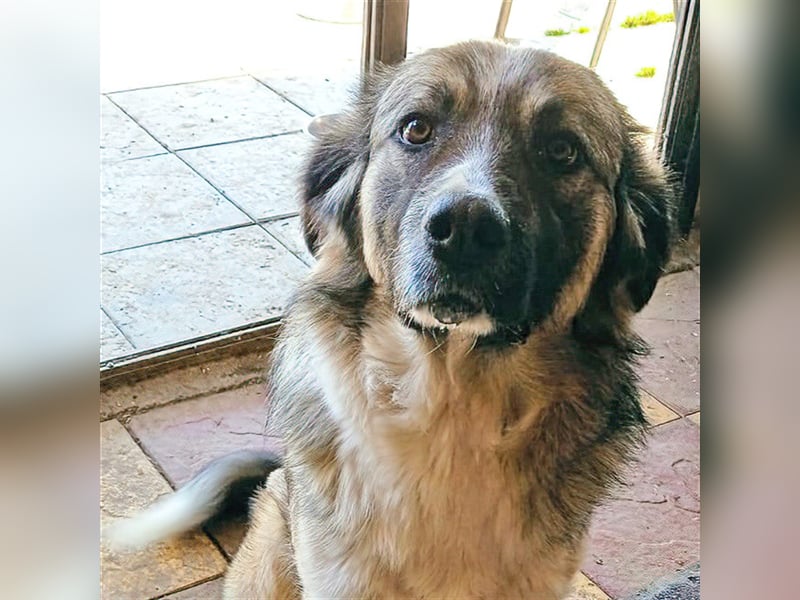 Darla- griechischer Schäferhund-Mischling