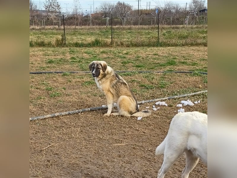 Darla- griechischer Schäferhund-Mischling