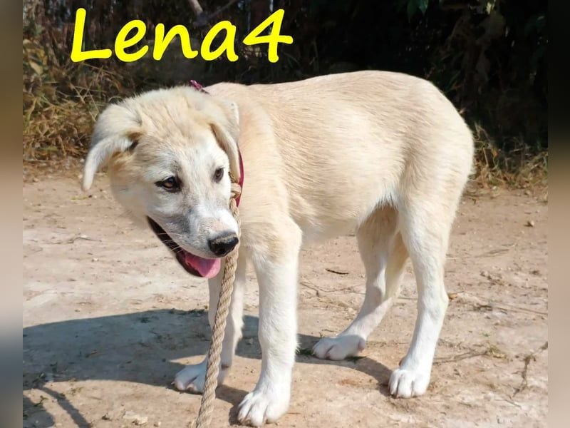 Lena4 geb. 03/2025 (GRC) - fröhliche und lustige Griechische Schäferhund Mix Welpin!