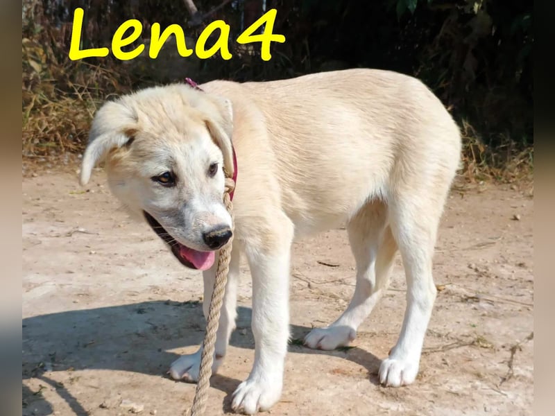 Lena4 geb. 03/2025 (GRC) - fröhliche und lustige Griechische Schäferhund Mix Welpin!