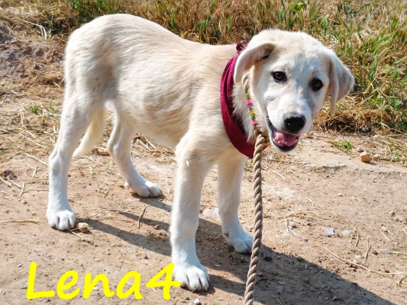 Lena4 geb. 03/2025 (GRC) - fröhliche und lustige Griechische Schäferhund Mix Welpin!