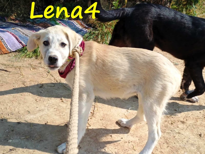 Lena4 geb. 03/2025 (GRC) - fröhliche und lustige Griechische Schäferhund Mix Welpin!