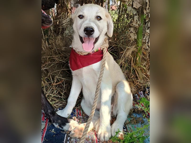 Lena4 geb. 03/2025 (GRC) - fröhliche und lustige Griechische Schäferhund Mix Welpin!