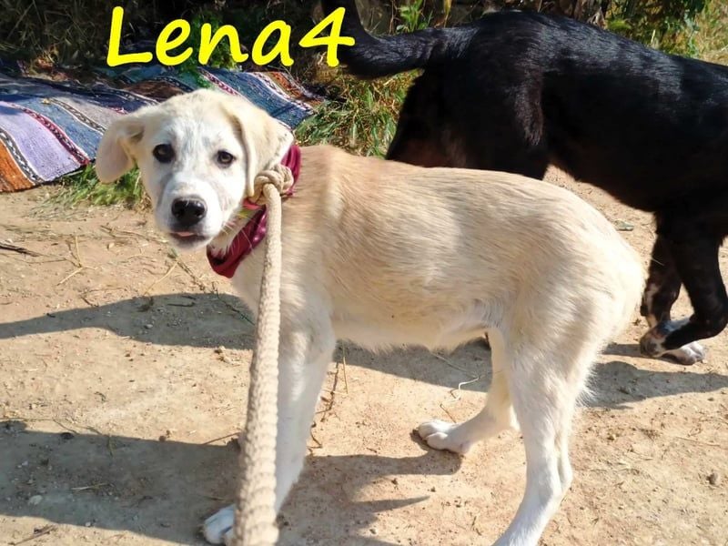 Lena4 geb. 03/2025 (GRC) - fröhliche und lustige Griechische Schäferhund Mix Welpin!