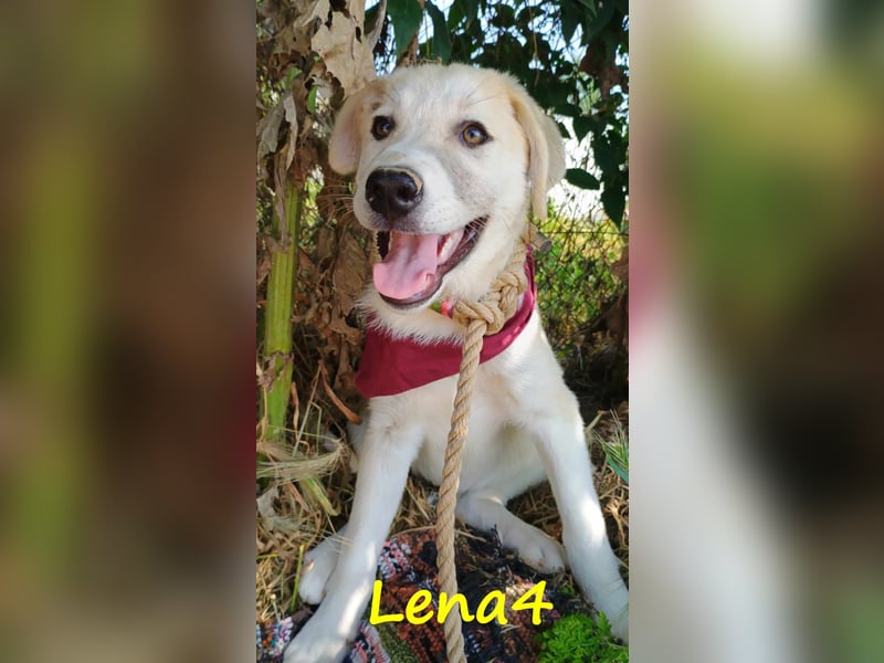 Lena4 geb. 03/2025 (GRC) - fröhliche und lustige Griechische Schäferhund Mix Welpin!