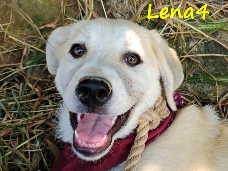 Lena4 geb. 03/2025 (GRC) - fröhliche und lustige Griechische Schäferhund Mix Welpin!