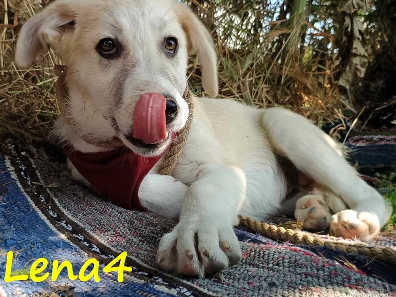 Lena4 geb. 03/2025 (GRC) - fröhliche und lustige Griechische Schäferhund Mix Welpin!