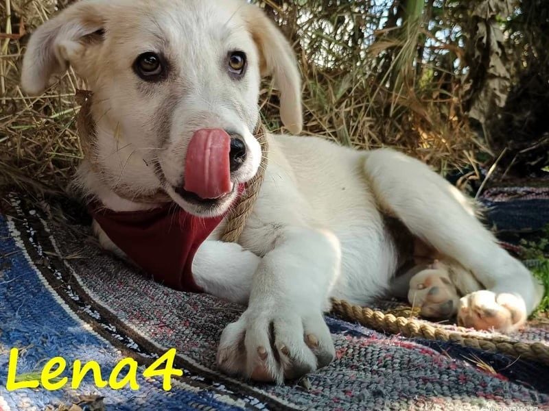 Lena4 geb. 03/2025 (GRC) - fröhliche und lustige Griechische Schäferhund Mix Welpin!