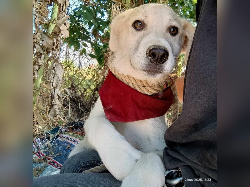 Lena4 geb. 03/2025 (GRC) - fröhliche und lustige Griechische Schäferhund Mix Welpin!