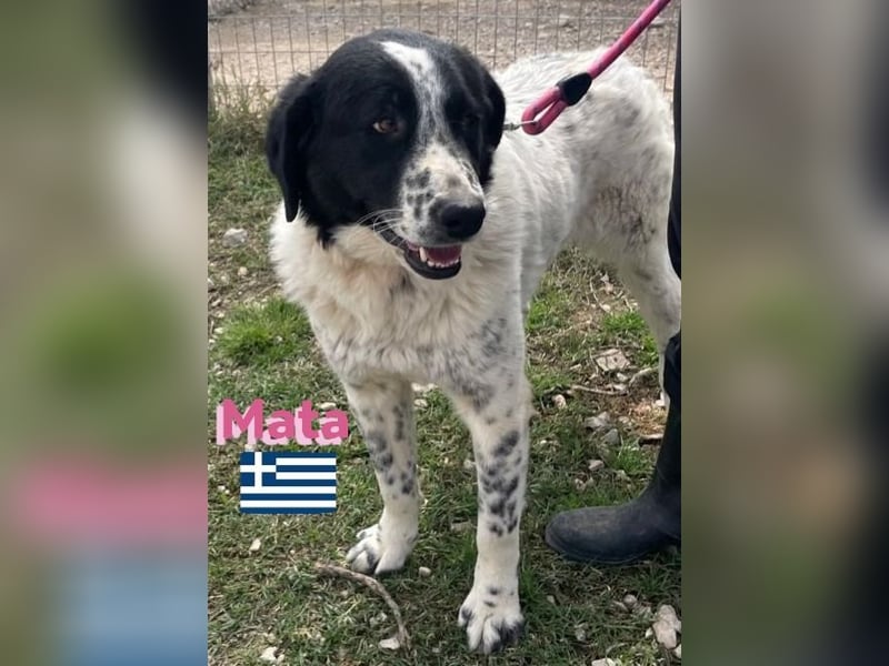Mata, 09/23 - hübsche Begleiterin sucht ihren Menschenfreund