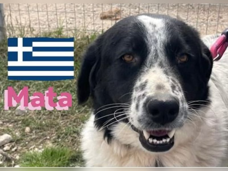 Mata, 09/23 - hübsche Begleiterin sucht ihren Menschenfreund