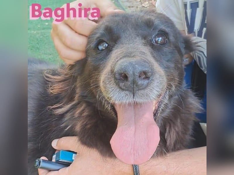 Baghira, 01/17– Sonnenschein trotz viel viel Pech im Lben