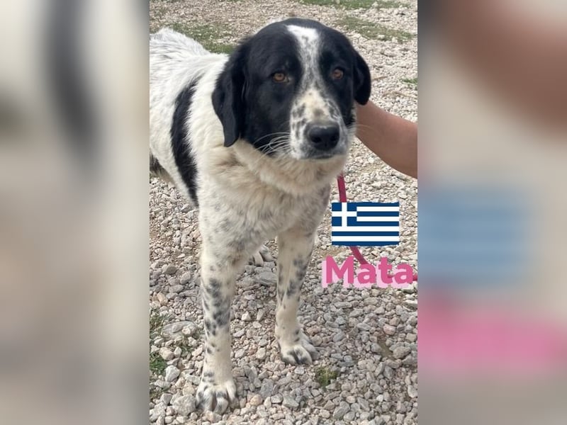Mata, 09/23 - hübsche Begleiterin sucht ihren Menschenfreund