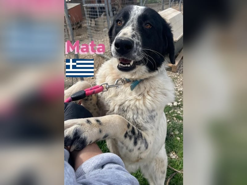 Mata, 09/23 - hübsche Begleiterin sucht ihren Menschenfreund