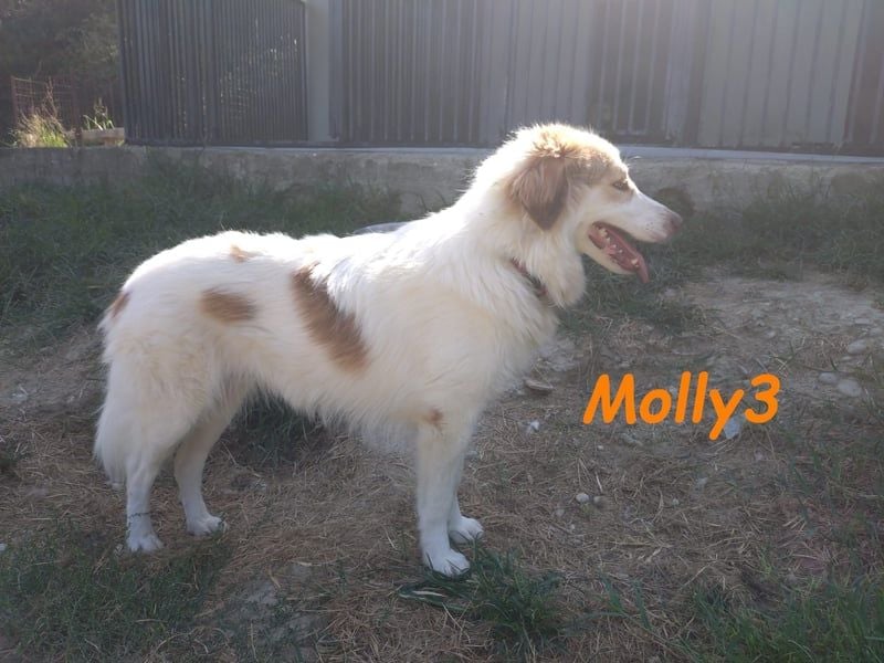 Molly3 geb. 05/2022 (GRC) - neugierige, aufgeschlossene und verschmuste hübsche Hündin!