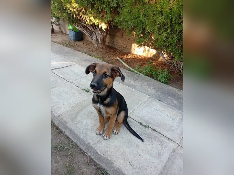 Junghündin ABBY sucht ihr Für-immer-Zuhause