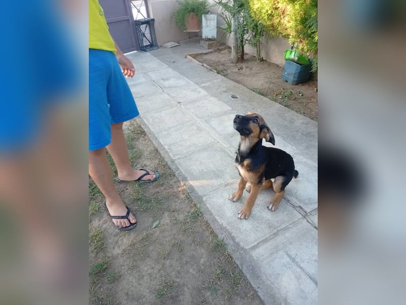 Junghündin ABBY sucht ihr Für-immer-Zuhause