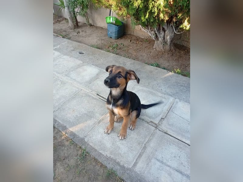 Junghündin ABBY sucht ihr Für-immer-Zuhause