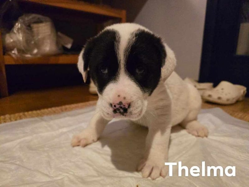 Thelma – Die fröhliche Entdeckerin sucht ihr Für-Immer-Zuhause!