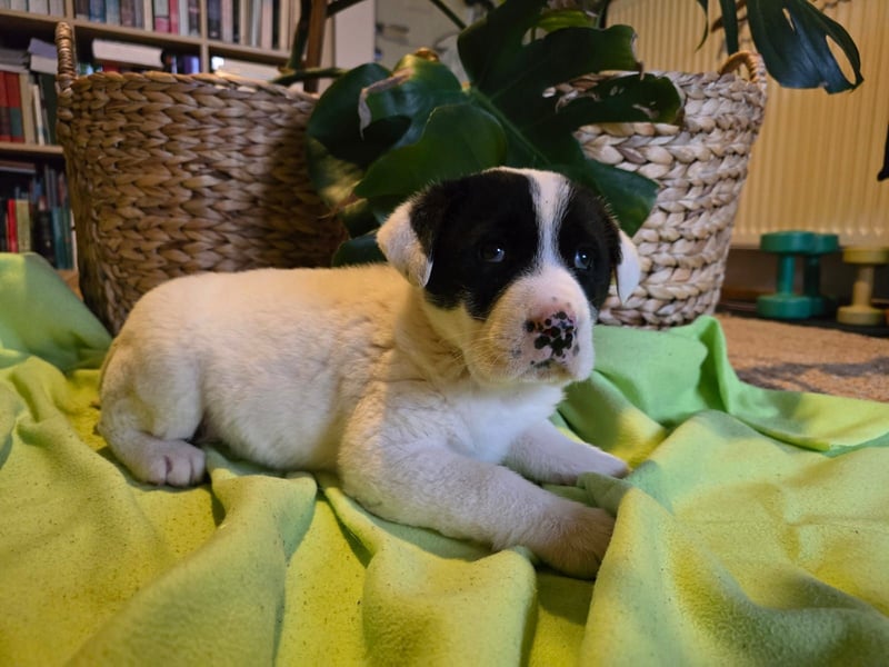 Thelma – Die fröhliche Entdeckerin sucht ihr Für-Immer-Zuhause!