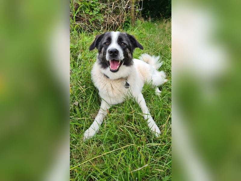 Holly sucht ein Zuhause