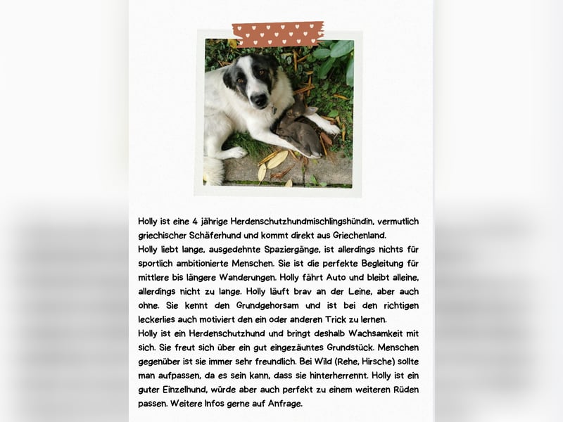 Holly sucht ein Zuhause
