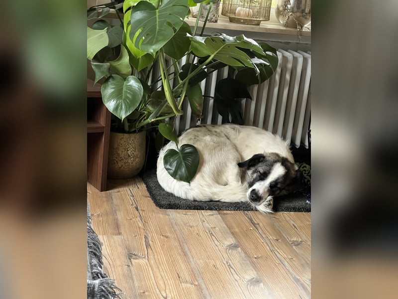 Holly sucht ein Zuhause