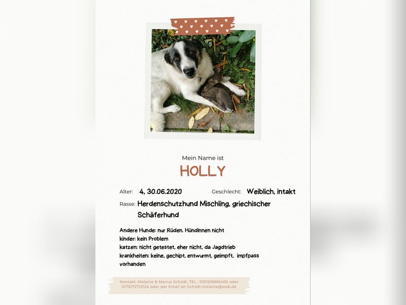 Holly sucht ein Zuhause