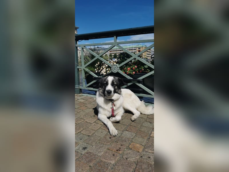 Holly sucht ein Zuhause