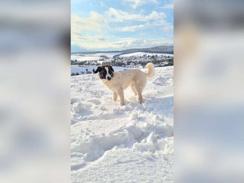 Holly sucht ein Zuhause
