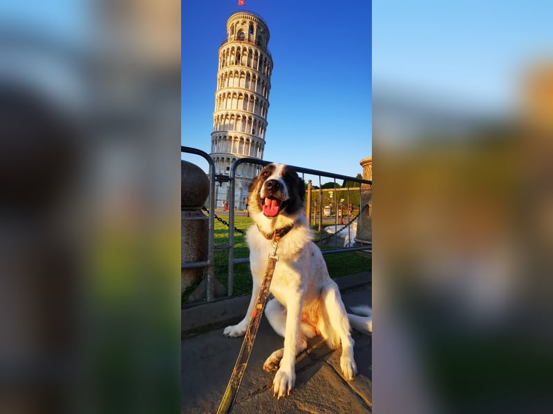 Holly sucht ein Zuhause