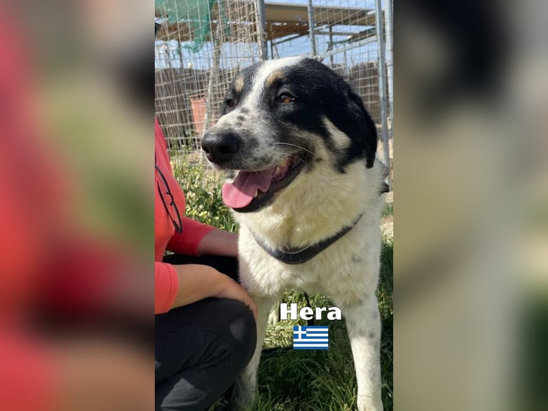 Hera , 09/23 - fröhliches liebes Mädel auf Heimatsuche