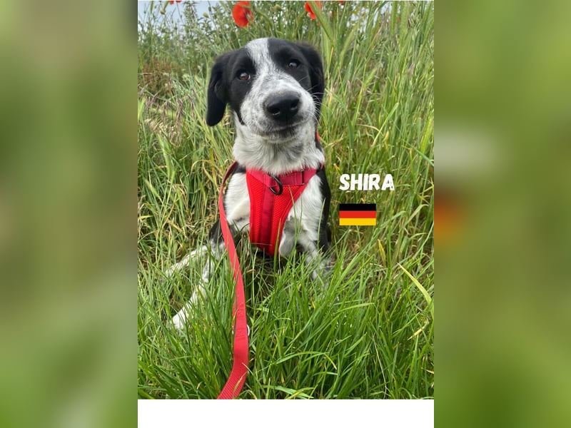 Shira,geb.02/25,pütziges Hundemädchen sucht ihre Familie,bereits in DE 67549 Worms