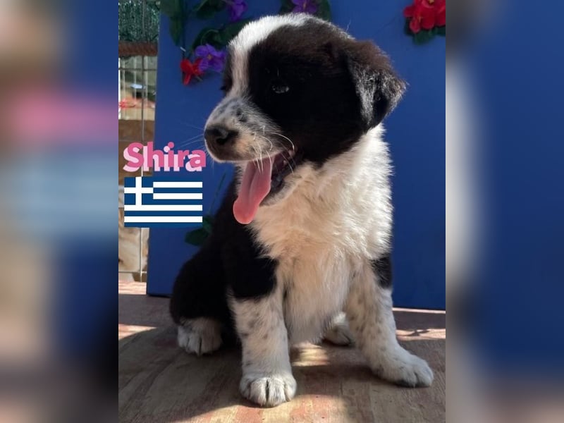 Shira,geb.02/25,pütziges Hundemädchen sucht ihre Familie