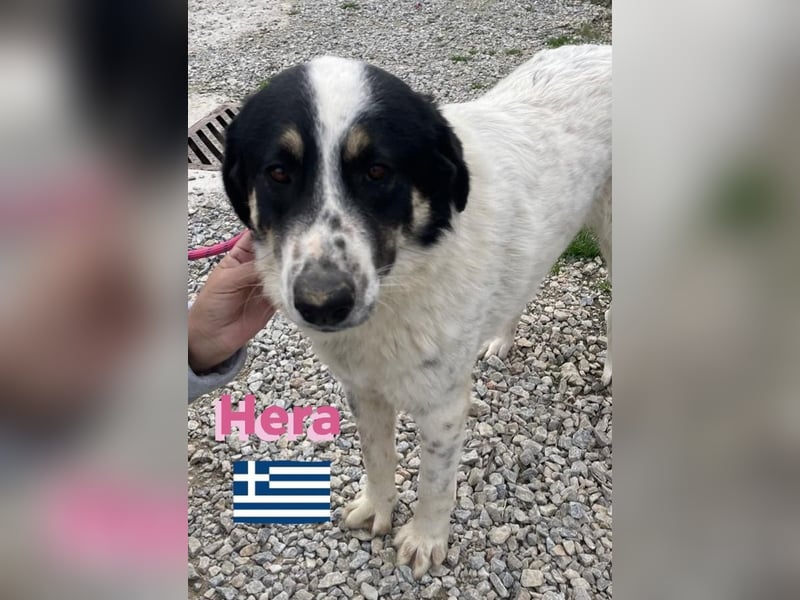 Hera , 09/23 - fröhliches liebes Mädel auf Heimatsuche