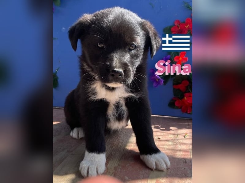 Sina,geb.02/25,liebes Hundemädchen sucht ihre Familie