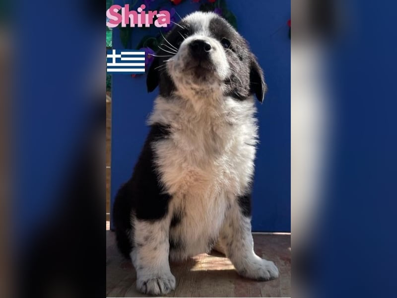 Shira,geb.02/25,pütziges Hundemädchen sucht ihre Familie