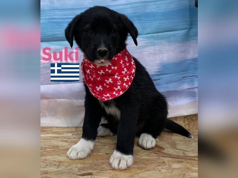 Suki,geb.02/25,zierliches Hundemädchensucht ihre Familie
