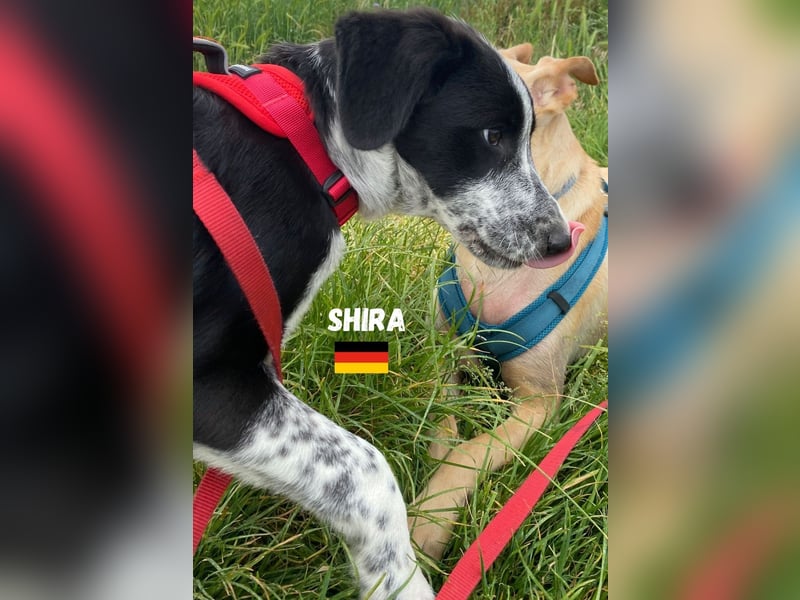 Shira,geb.02/25,pütziges Hundemädchen sucht ihre Familie,bereits in DE 67549 Worms