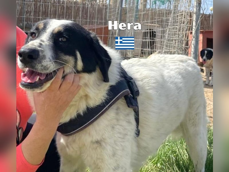 Hera , 09/23 - fröhliches liebes Mädel auf Heimatsuche