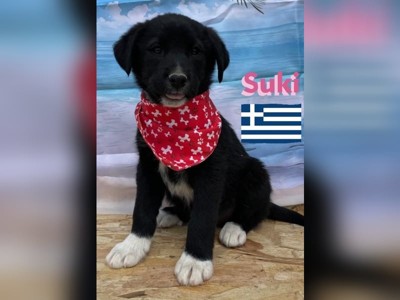 Suki,geb.02/25,zierliches Hundemädchensucht ihre Familie