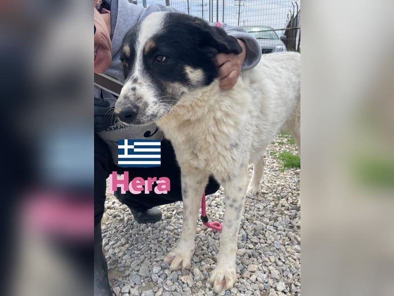 Hera , 09/23 - fröhliches liebes Mädel auf Heimatsuche